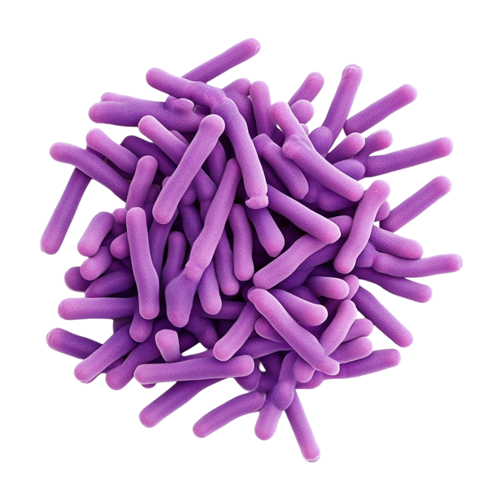 Mélange de cultures microbiologiques