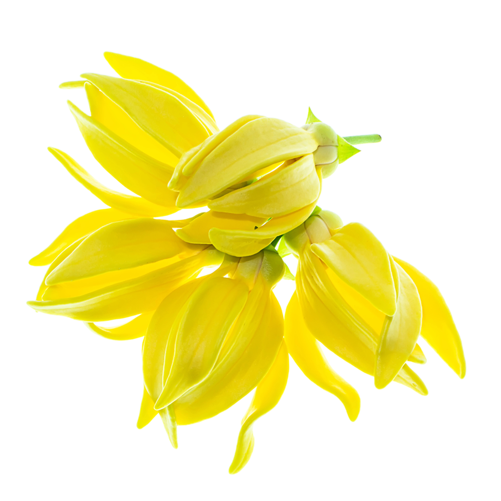 Le chardon-marie jaune