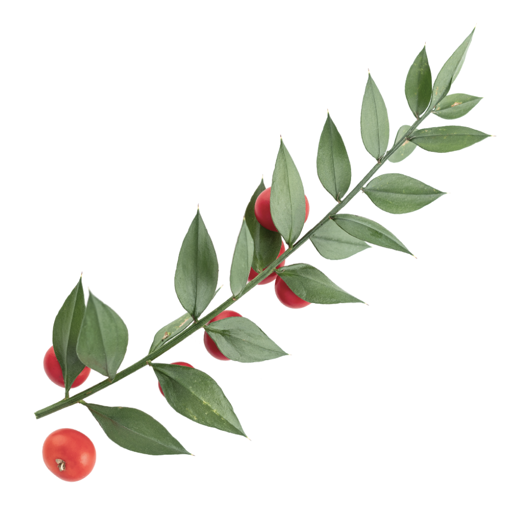 Extrait de l'épine-vinette épineuse