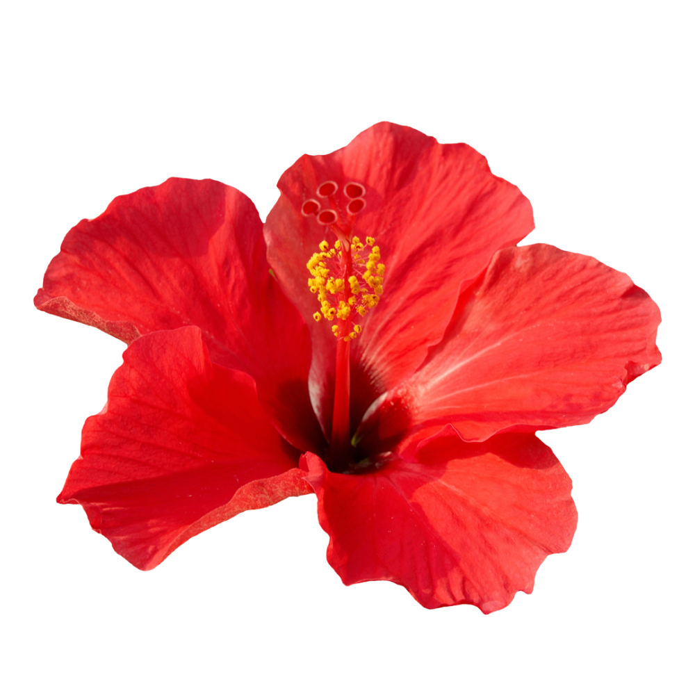 Fleurs d'hibiscus