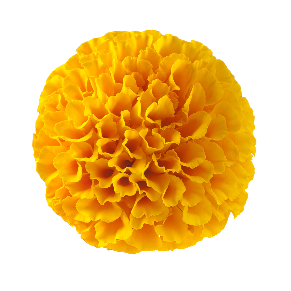 Extrait de la chanterelle jaune