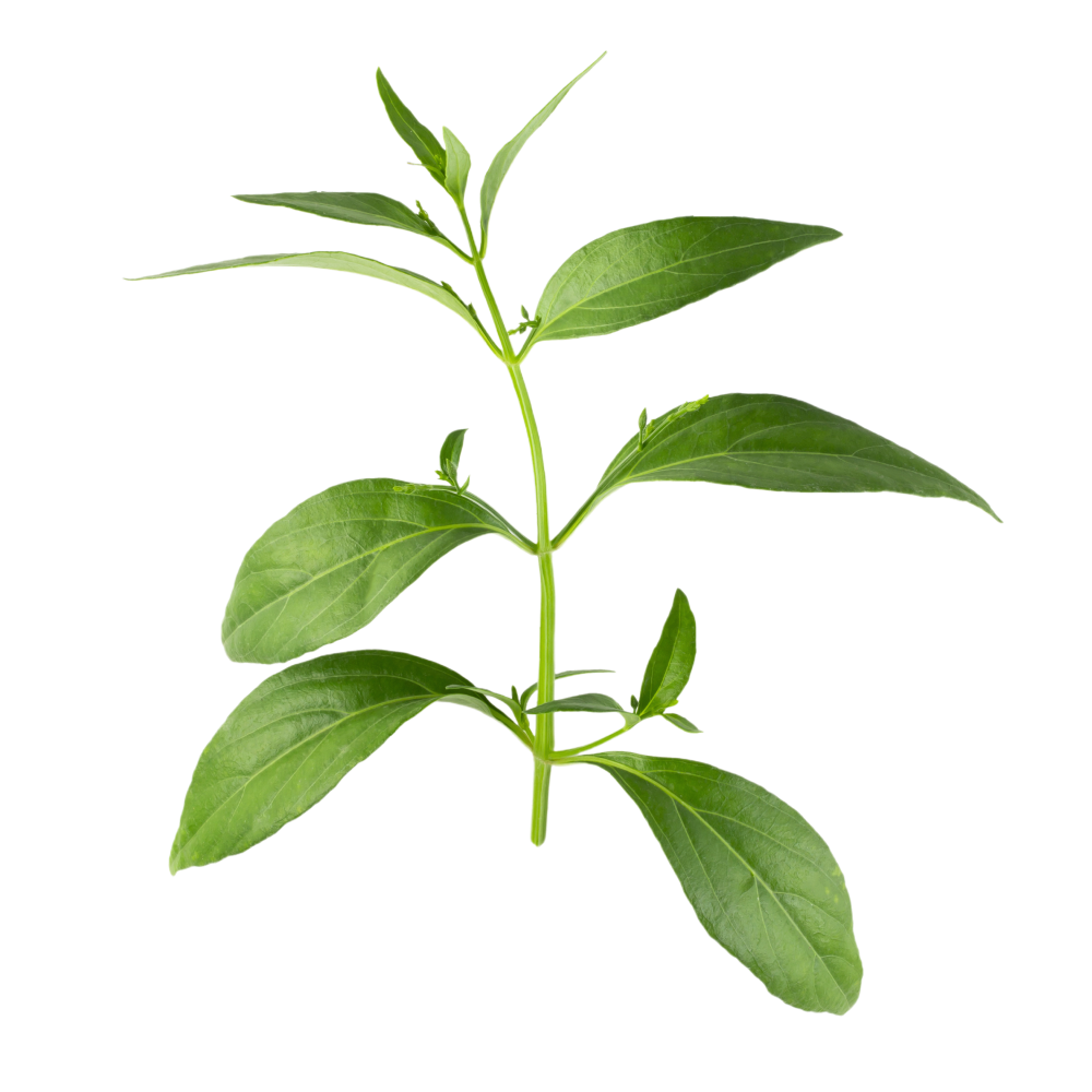 Extrait de feuilles de kalmegh