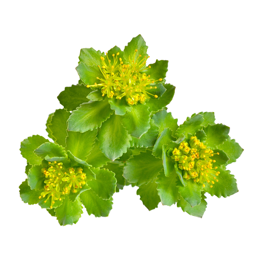 Racine de Rhodiola