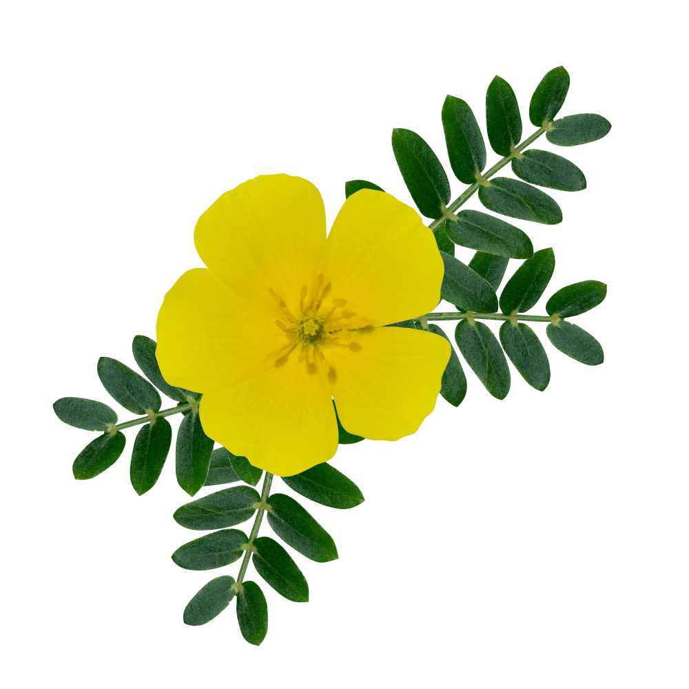 Extrait de tribule terrestre