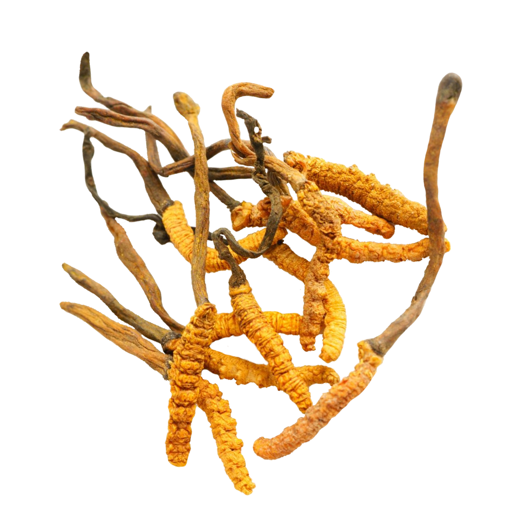 Extrait de cordyceps