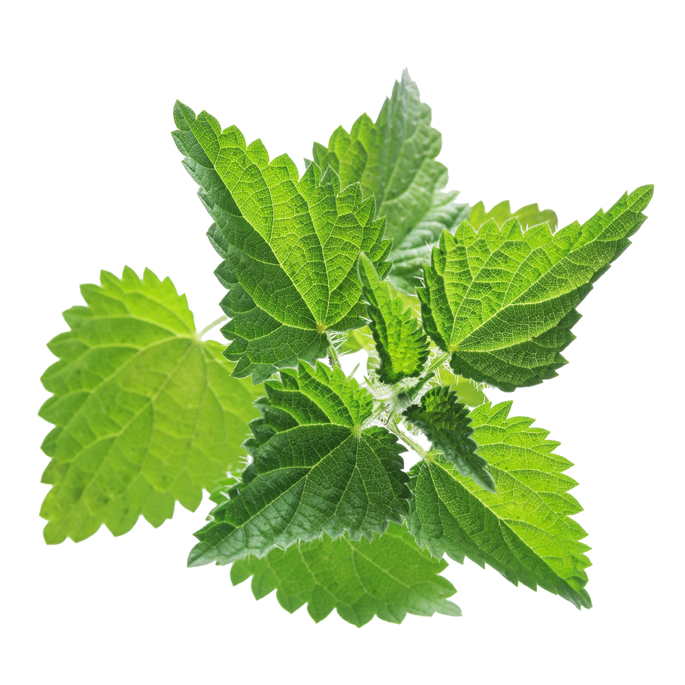 Extrait de grande ortie